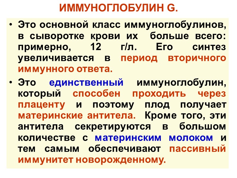 ИММУНОГЛОБУЛИН G.  Это основной класс иммуноглобулинов, в сыворотке крови их  больше всего: